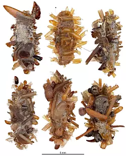 Ihr Tarngewand aus ungenie&szlig;baren K&ouml;rperteilen ihrer Insektenbeute kuratiert und konstruiert die Knochensammler-Raupe &auml;u&szlig;erst sorgf&auml;ltig. - &copy; Rubinoff Lab, Entomology Section/University of Hawaii, Manoa/dpa