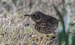 Eine Singdrossel auf einer Wiese. (Archivbild) - &copy; Paul Zinken/dpa