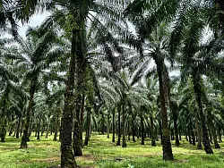 In Indonesien werden riesige Waldgebiete wegen des weltweiten Palmöl-Booms abgeholzt. - © Carola Frentzen/dpa