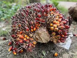 Palmöl wird in der Herstellung von Schokocreme, Keksen und vielen Fertigprodukten verwendet. - © Carola Frentzen/dpa