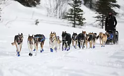Ein Hundeschlittenteam beim Iditarod-Rennen. - &copy; Christy Prosser/ZUMA Press Wire/dpa