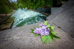 Ein Fliederstrauch erinnert an den t&ouml;dlichen Unfall. - &copy; Peter Kneffel/dpa