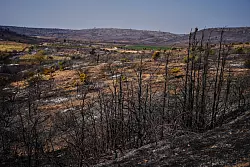 16.000 Hektar Fläche wurden von dem Waldbrand in Südfrankreich in Mitleidenschaft gezogen. - © Manu Fernandez/AP/dpa