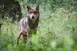 Die Debatte um die Bejagung des Wolfs geht weiter. Tirol will einen regul&auml;ren Abschuss. - &copy; Christian Charisius/dpa