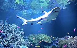 Amadeus schwimmt in seinem neuen Zuhause. - © Bernd Weißbrod/dpa