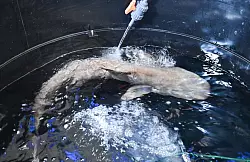 Hai Amadeus ist im Naturkundemuseum angekommen. - © Bernd Weißbrod/dpa