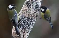 Die Kohlmeise war bei der Nabu-Z&auml;hlung in NRW der h&auml;ufigste Wintervogel. (Archivbild) - &copy; Holger Hollemann/dpa