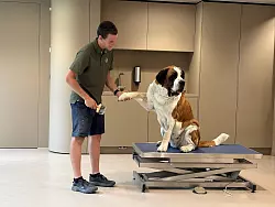 Tosca l&auml;sst sich von einen Pfleger die Pfoten b&uuml;rsten. - &copy; Christiane Oelrich/dpa