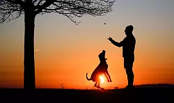 Rund 10,5 Millionen Hunde lebten 2024 in deutschen Haushalten. (Archivbild) - © Julian Stratenschulte/dpa