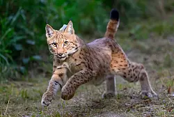 Es gibt mehrere Wiederansiedlungsprojekte f&uuml;r Luchse in Deutschland. (Archivbild) - &copy; Hendrik Schmidt/dpa