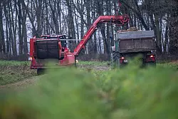 Von der Erntemaschine fliegen die Karotten über ein Transportband auf einen Anhänger. - © Guido Kirchner/dpa