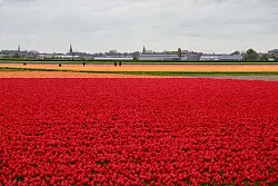 In den Niederlanden sind viele Felder mit Tulpenzwiebeln bepflanzt. (Archivbild) - © Wolfgang Stelljes/dpa-tmn