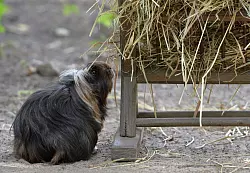Im Winter brauchen Meerschweinchen auch viel Frischfutter wie Gurken, Karotten und Salate. - © Andrea Warnecke/dpa-tmn