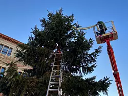 Mit viel Kreativit&auml;t &laquo;retteten&raquo; Arbeiter den Baum zun&auml;chst. - &copy; Stefan Kruse/-/dpa