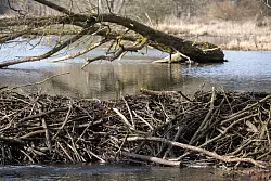 Biber bauen zum Teil gewaltige Dämme. (Archivbild) - © Sebastian Gollnow/dpa