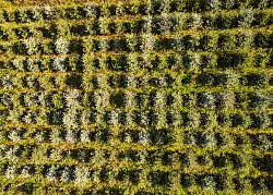 Nordmanntannen sind die beliebtesten Weihnachtsbäume in Deutschland, doch auch Blaufichten wie hier in Sachsen zieren zum Fest manche Stube. - © Robert Michael/dpa