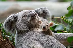 Die kleinen Baby-Koalas schauen ab und an schon neugierig, was sich um sie herum so tut. - © Birger Meierjohann/Wilhelma/dpa