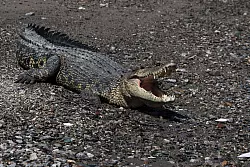 Immer wieder werden Fischer und Anwohner Opfer von Krokodilen. - © Muhammad Taufan/dpa