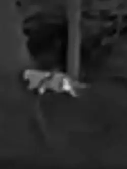 Die Schwarz-Wei&szlig;-Aufnahmen des J&auml;gers zeigen die vermeintliche Gro&szlig;katze. - &copy; Privat/VG Altenahr/dpa