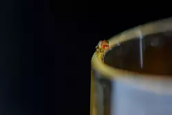 Zoomt man das Foto einer Essigfliege größer, erkennt man eines ihrer wichtigsten Merkmale: große rote Augen. - © Klaus-Dietmar Gabbert/dpa-tmn