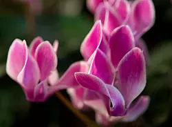 Alpenveilchen bringen Farbe in den Winter - aber welcher Platz in der Wohnung ist ideal f&uuml;r sie? - &copy; Andrea Warnecke/dpa-tmn