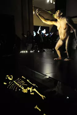 Das Vormenschen-Fossil "Lucy" aus &Auml;thiopien ist erstmals in Europa zu sehen. Die Ausstellung im Nationalmuseum in Prag ist nur bis zum 23. Oktober ge&ouml;ffnet. - &copy; Michael Heitmann/dpa