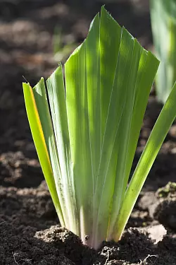 Robuste Stauden wie Iris kann man über Rhizome vermehren. - © Christiane Bach/GMH/dpa-tmn