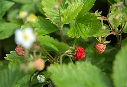Walderdbeeren kann man vermehren, indem man Ausläufer abtrennt. - © Andrea Warnecke/dpa-tmn