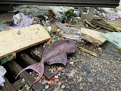 Ein toter Fisch liegt neben einem Gulli vor dem Hotel. - &copy; Alexander Rothe/dpa