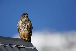 Der Karearea ist Neuseelands einziger Falke. - &copy; Luc Hoogenstein/Forest and Bird/dpa