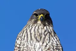 Die mittelgro&szlig;en V&ouml;gel sind in Neuseeland endemisch und gelten als gef&auml;hrdet. - &copy; Luc Hoogenstein/Forest and Bird/dpa