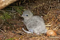 Als K&uuml;ken sind Neuseelandfalken noch flaumig und hell. - &copy; Steve Attwood/Forest and Bird/dpa