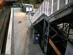 Der Koala hat den Bahnhof ausgiebig erkundet. - &copy; -/Transport for NSW via AAP /dpa