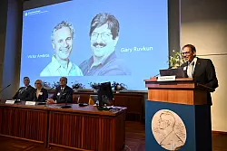 Thomas Perlmann (r), Sekret&auml;r der Nobelversammlung des Karolinska-Instituts, verk&uuml;ndet die Gewinner des Nobelpreises f&uuml;r Medizin 2024, Victor Ambros (l-r, Leinwand) und Gary Ruvkun. - &copy; Christine Olsson/TT News Agency/AP/dpa