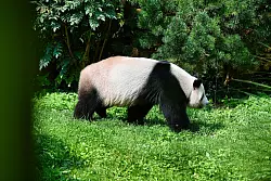 Panda-Vater Jiao Qing streift durch sein Gehege im Berliner Zoo - &copy; Paul Zinken/dpa