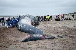 Dieser Finnwal ist gestrandet. Japan macht nun auch wieder Jagd auf die Tiere. - &copy; Kurt Desplenter/BELGA/dpa