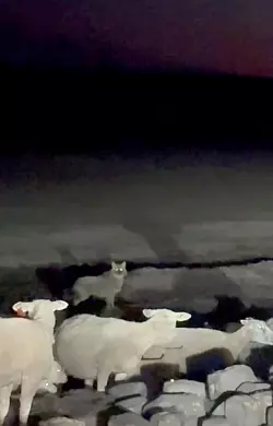 Eine Wildtierkamera hat den Goldschakal auf Sylt aufgenommen. (Archivbild) - © Privat/Daniela Andersen/dpa