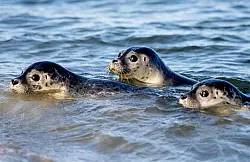 Drei Seehunde schwimmen am Ostende der Insel Juist in der Nordsee. Nach einer erfolgreichen Aufzucht in der Seehundstation Norddeich sind die ersten Heuler ausgewildert worden. - &copy; Hauke-Christian Dittrich/dpa