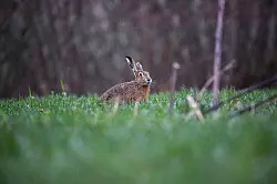 Ein Feldhase im Regen auf einer Wiese. Das Hochwasser hat auch Auswirkungen auf Wildtiere. - &copy; Thomas Warnack/dpa