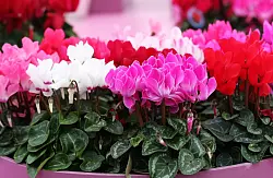 Rot, rosa, weiß: Auch Alpenveilchen eignen sich als stimmungsvolle Deko in den Wintermonaten. - © Hilke Segbers/dpa-tmn