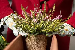 Die Schneeheide kann als blühende Topfpflanze im Winter Tische oder Fensterbänke schmücken - © Franziska Gabbert/dpa-tmn