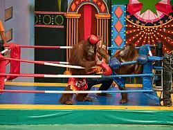 Es gibt Shows mit «boxenden» Orang-Utans. - © Jayaprakash Bojan/Borneo Orangutan Survival/dpa