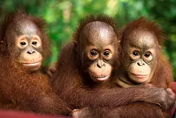 Am 19. August ist Welt-Orang-Utan-Tag. - © Jayaprakash Bojan/Borneo Orangutan Survival/dpa