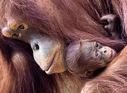 Orang-Utans sind faszinierend und einzigartig - und leben nur auf den Inseln Sumatra und Borneo. (Archivbild) - © Jens Büttner/dpa