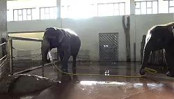 Anchali (rechts) versuchte scheinbar mehrfach, den Duschvorgang der &auml;lteren Elefantin zu sabotieren. - &copy; Lea Urban/Zoo Berlin/dpa