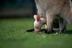 Erst mit sieben Monaten schauen Wallabys aus dem Beutel hervor. - &copy; Symbio Wildlife Park/dpa