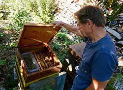 K&auml;pnick schaut regelm&auml;&szlig;ig, ob es seinen Bienen gut geht. (Archivbild) - &copy; Alina Gr&uuml;nky/dpa