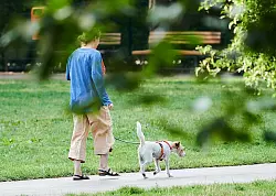 Vierbeiner als Schritt-Motivator: Wer einen Hund hält, macht durch das mehrmals tägliche Gassigehen automatisch mehr Schritte. (Illustration) - © Annette Riedl/dpa