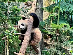 Der Panda &laquo;Le Le&raquo; muss zur&uuml;ck nach China fliegen. - &copy; Carola Frentzen/dpa