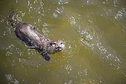 Ab ins Wasser: Ein Zwergotter schwimmt in einem Gehege. - &copy; Sebastian Christoph Gollnow/dpa